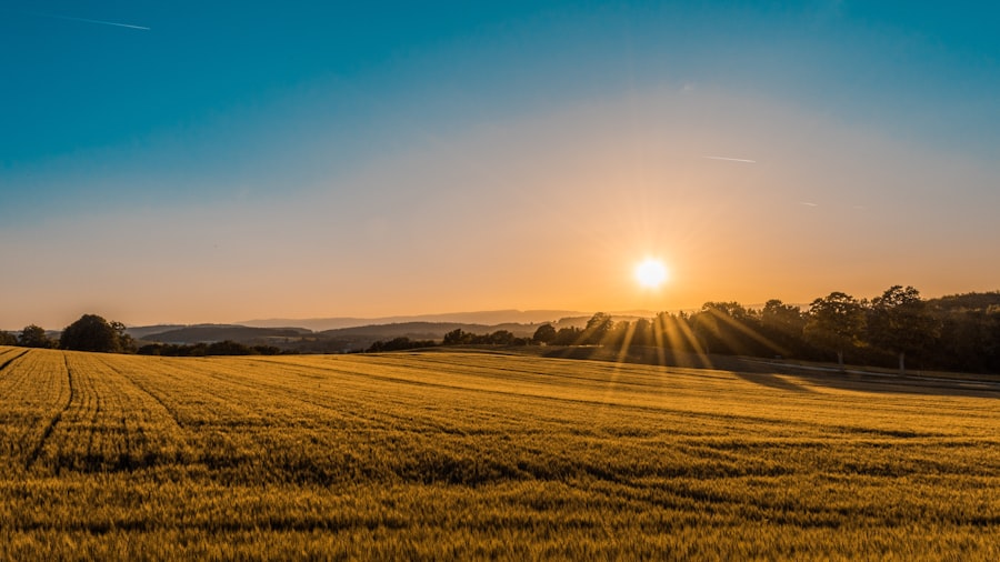 Crops in the field